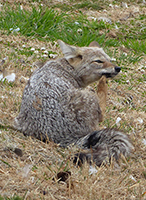 patagonian-fox